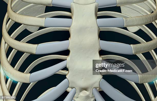 2.360 Sternum Image Stock Photos, High-Res Pictures, and Images - Getty ...