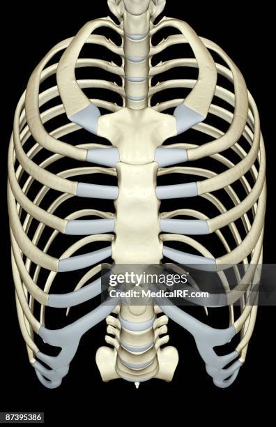 Sternal Strut 1,137 Human Sternum Stock Photos, High-Res Pictures, and Images - Getty ...