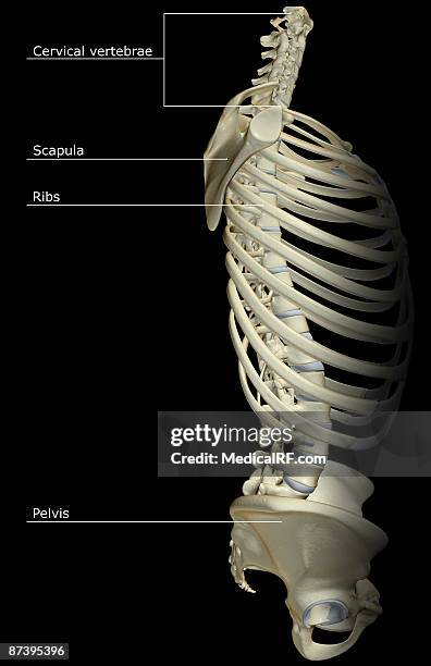 Sternum Configuration 1,152 Human Sternum Stock Photos, High-Res Pictures, and Images - Getty ...