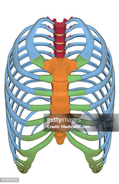 Sternal Strut 1,161 Human Sternum Stock Photos, High-Res Pictures, and Images - Getty ...