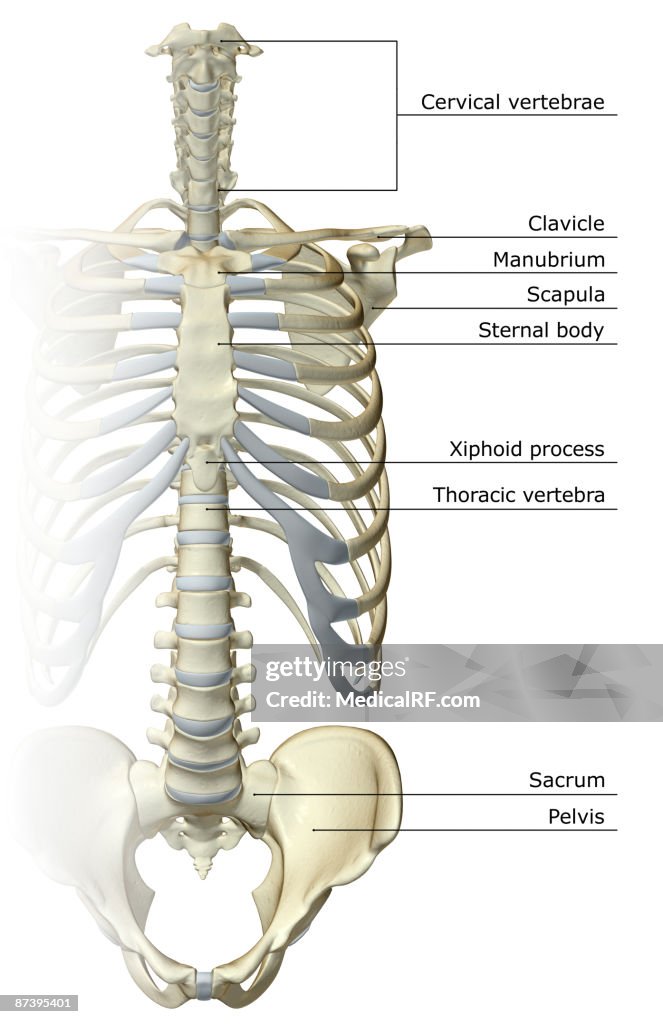 Torax Simple The Thorax High-Res Vector Graphic - Getty Images