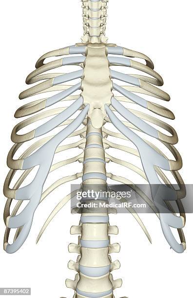 Sternum Configuration Human Sternum Photos and Premium High Res Pictures - Getty Images