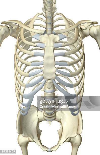 Cervical Rib Photos and Premium High Res Pictures - Getty Images