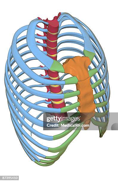 Sternum Configuration 1,161 Human Sternum Stock Photos, High-Res Pictures, and Images - Getty ...