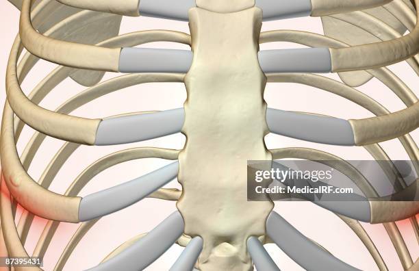 1,161 Human Sternum Stock Photos, High-Res Pictures, and Images - Getty ...