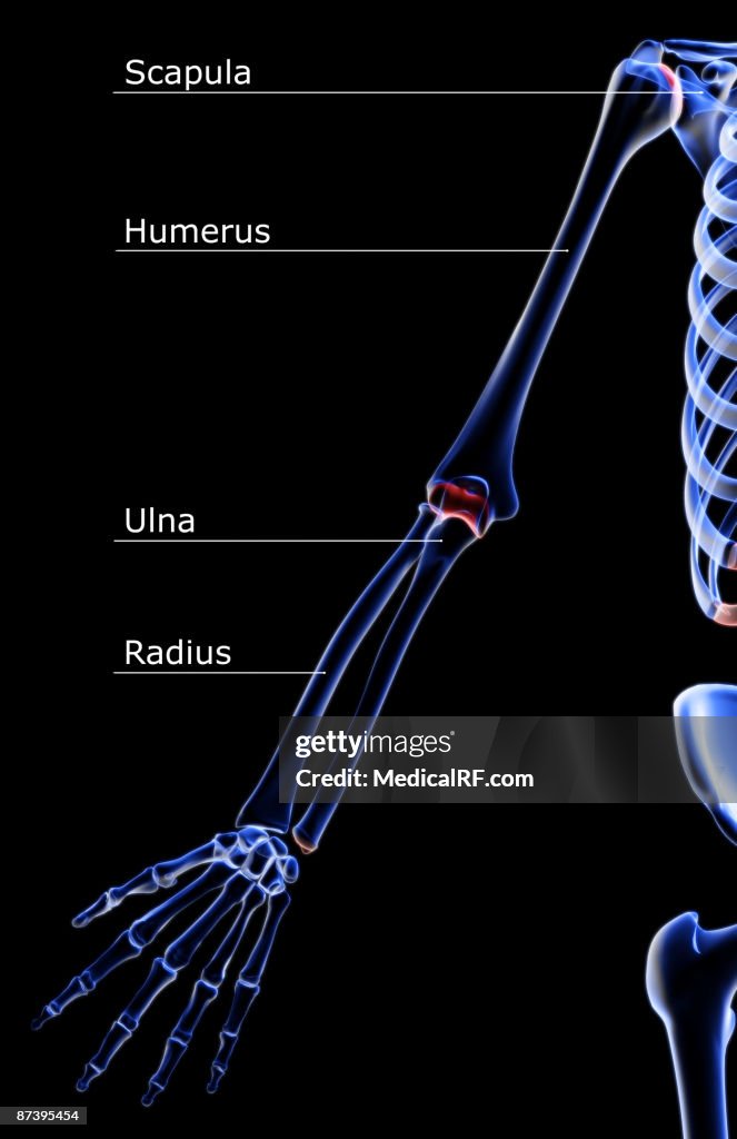 The bones of the upper limb