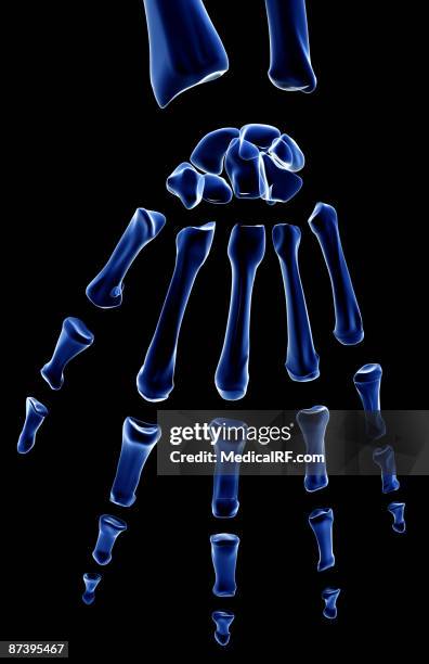 the bones of the hand - trapezium bone stock illustrations