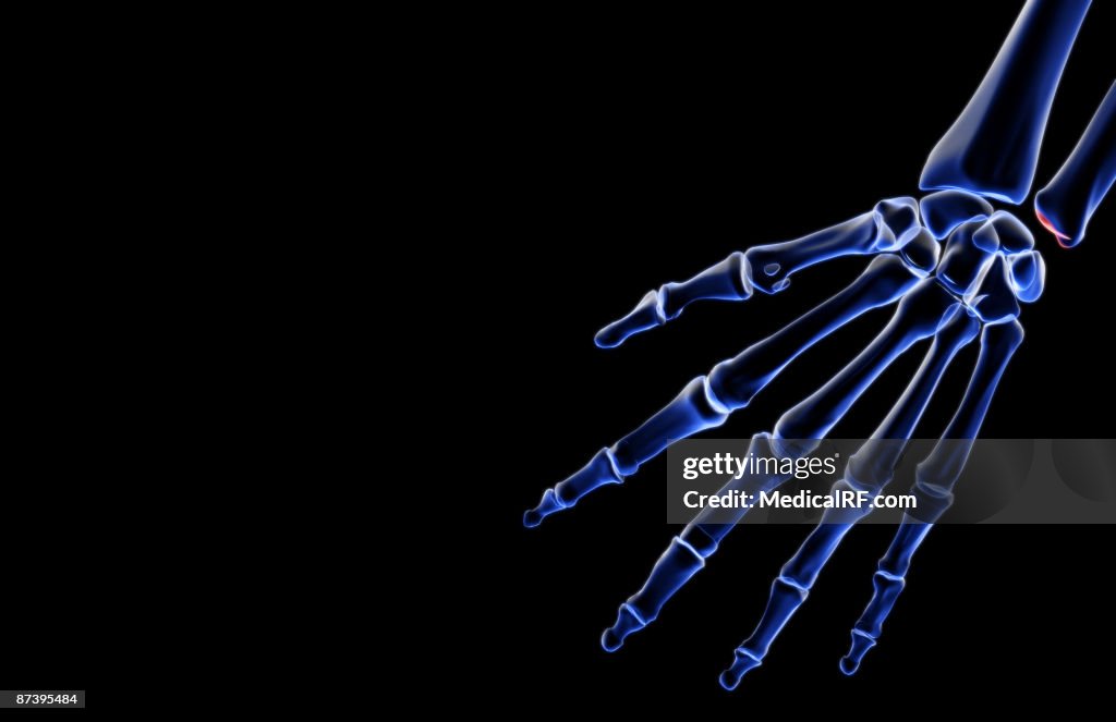 The bones of the hand