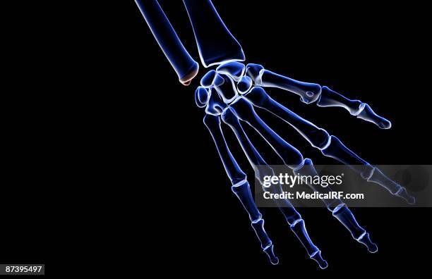 Pyramidal Hand 163 Pyramidal Bone Stock Photos, High-Res Pictures, and Images - Getty ...