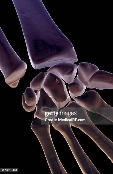 ilustrações de stock, clip art, desenhos animados e ícones de the bones of the wrist - osso capitato