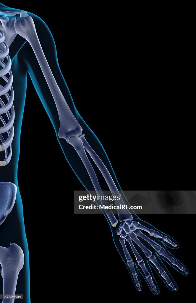 The bones of the upper limb