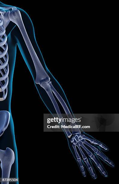 the bones of the upper limb - metacarpal stock illustrations