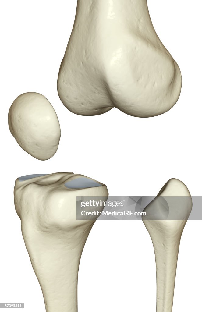 The bones of the knee