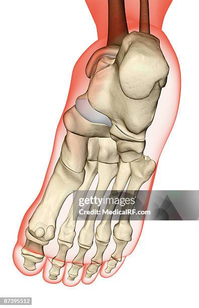 ilustraciones, imágenes clip art, dibujos animados e iconos de stock de the bones of the foot - cuboide