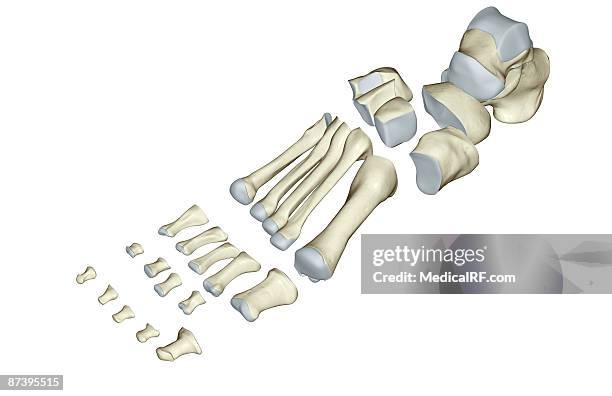 ilustraciones, imágenes clip art, dibujos animados e iconos de stock de the bones of the foot - cuboide