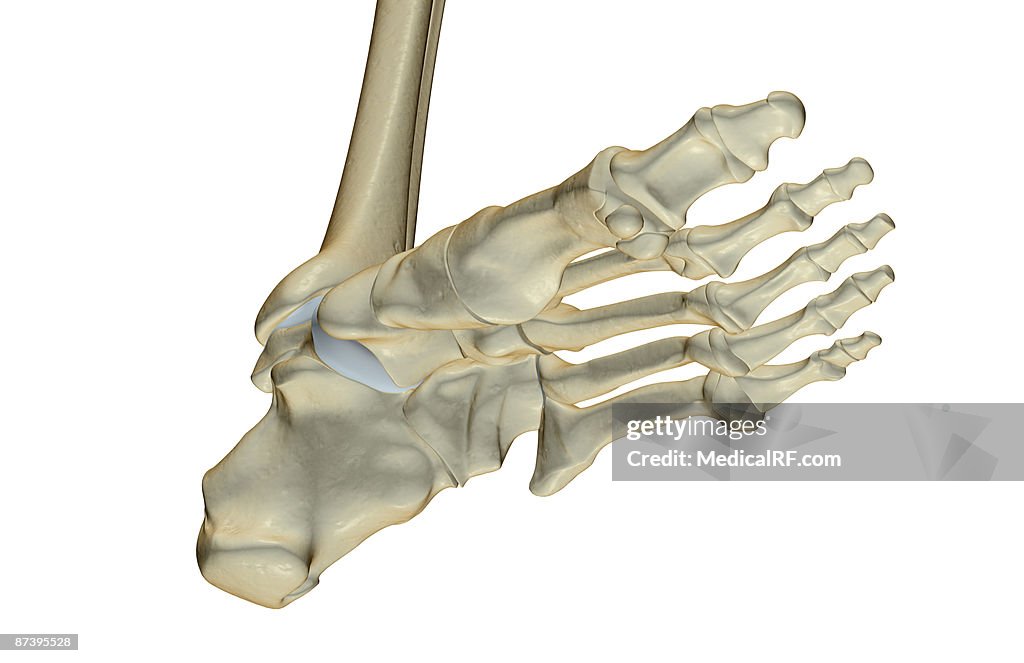 The bones of the foot