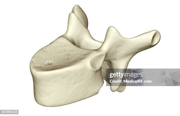 vertebra - lumbar vertebra stock illustrations