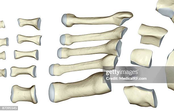 ilustraciones, imágenes clip art, dibujos animados e iconos de stock de the bones of the foot - cuboide