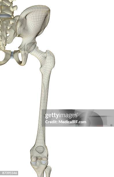 the bones of the hip and lower limb - hip bone stock illustrations