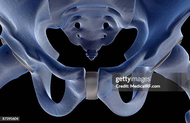 the bones of the pelvis - schambeinfuge stock-grafiken, -clipart, -cartoons und -symbole