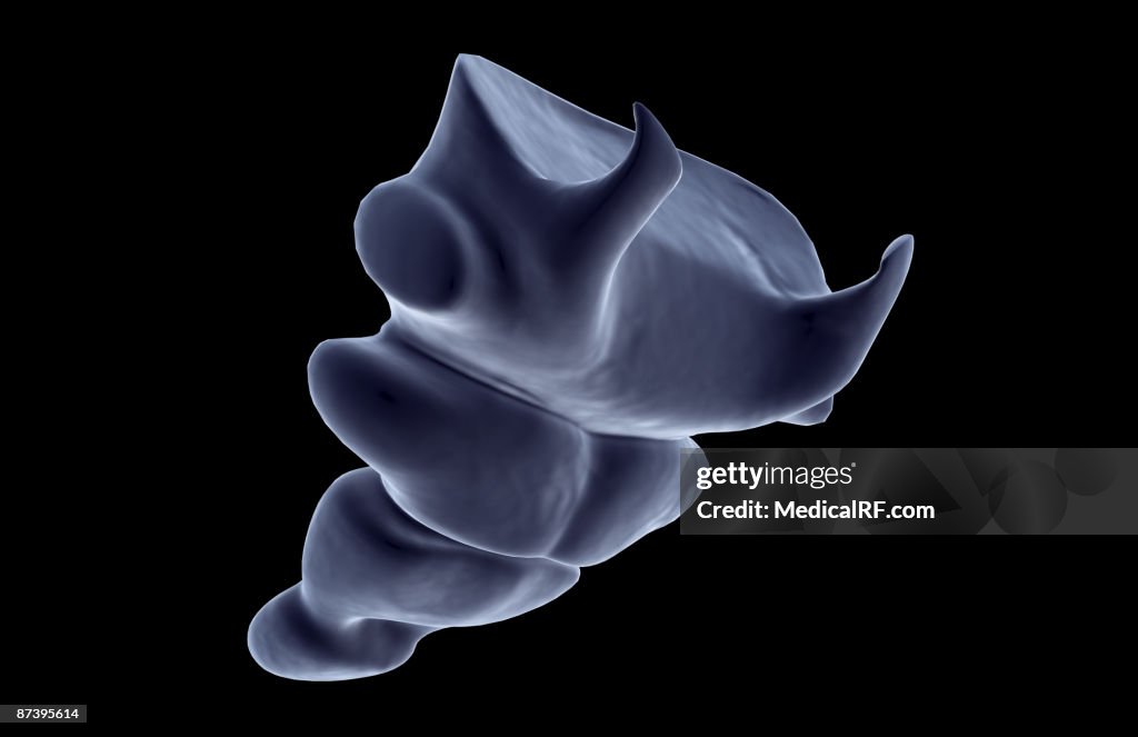 The tail bone