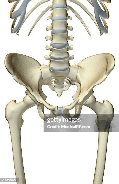 the bones of the pelvis - schambeinfuge stock-grafiken, -clipart, -cartoons und -symbole