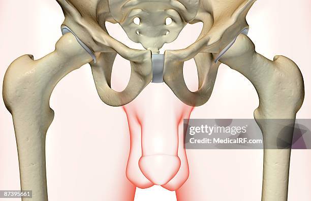 the bones of the pelvis - schambeinfuge stock-grafiken, -clipart, -cartoons und -symbole