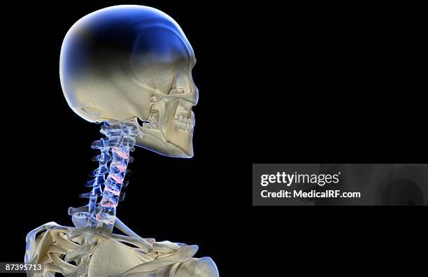 ilustraciones, imágenes clip art, dibujos animados e iconos de stock de the bones of the head and neck - hueso occipital