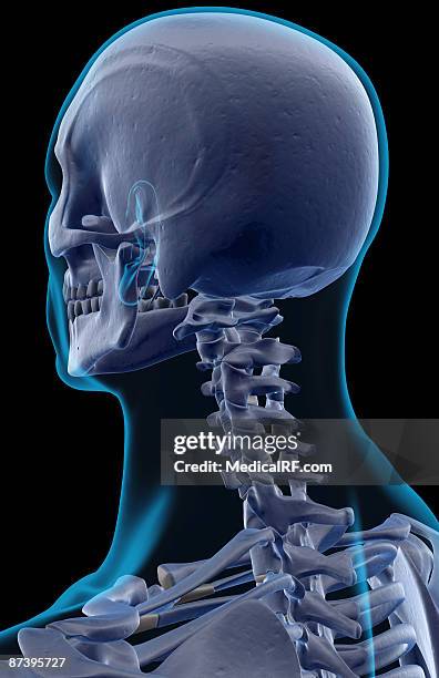 ilustraciones, imágenes clip art, dibujos animados e iconos de stock de the bones of the head and neck - hueso occipital