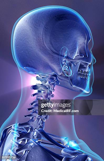 ilustraciones, imágenes clip art, dibujos animados e iconos de stock de the bones of the head and neck - hueso occipital