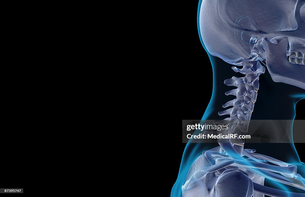 The bones of the head and neck