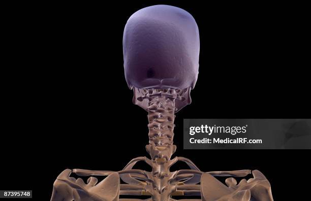 ilustraciones, imágenes clip art, dibujos animados e iconos de stock de the bones of the head and neck - hueso occipital