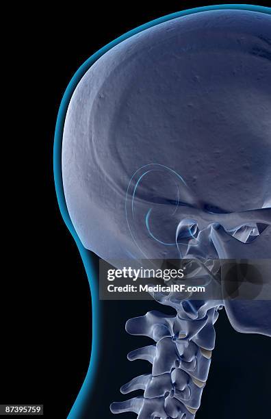 the bones of the head and neck - ear canal stock illustrations