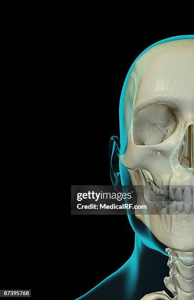 the bones of the face - cheekbones stock illustrations