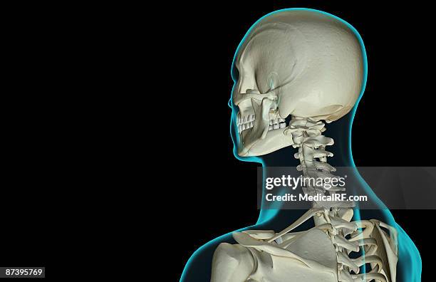 ilustraciones, imágenes clip art, dibujos animados e iconos de stock de the bones of the head and neck - hueso occipital