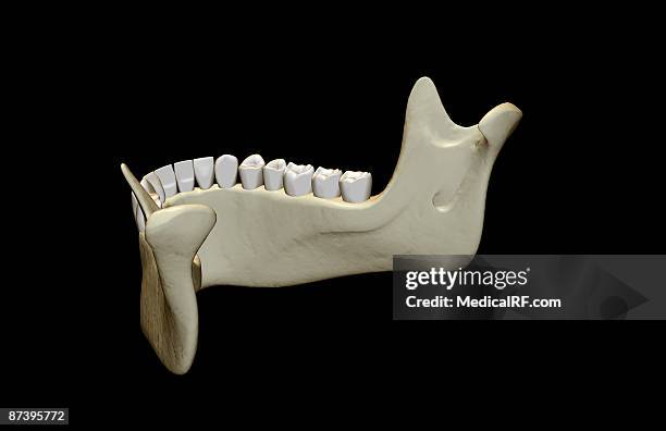the jaw bone - human jaw bone stock-grafiken, -clipart, -cartoons und -symbole