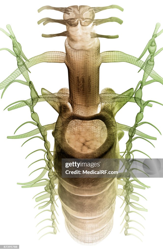 The spinal cord