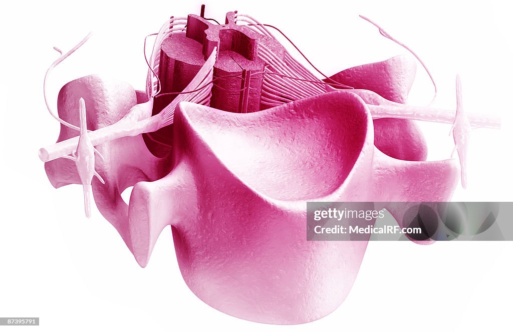The spinal cord
