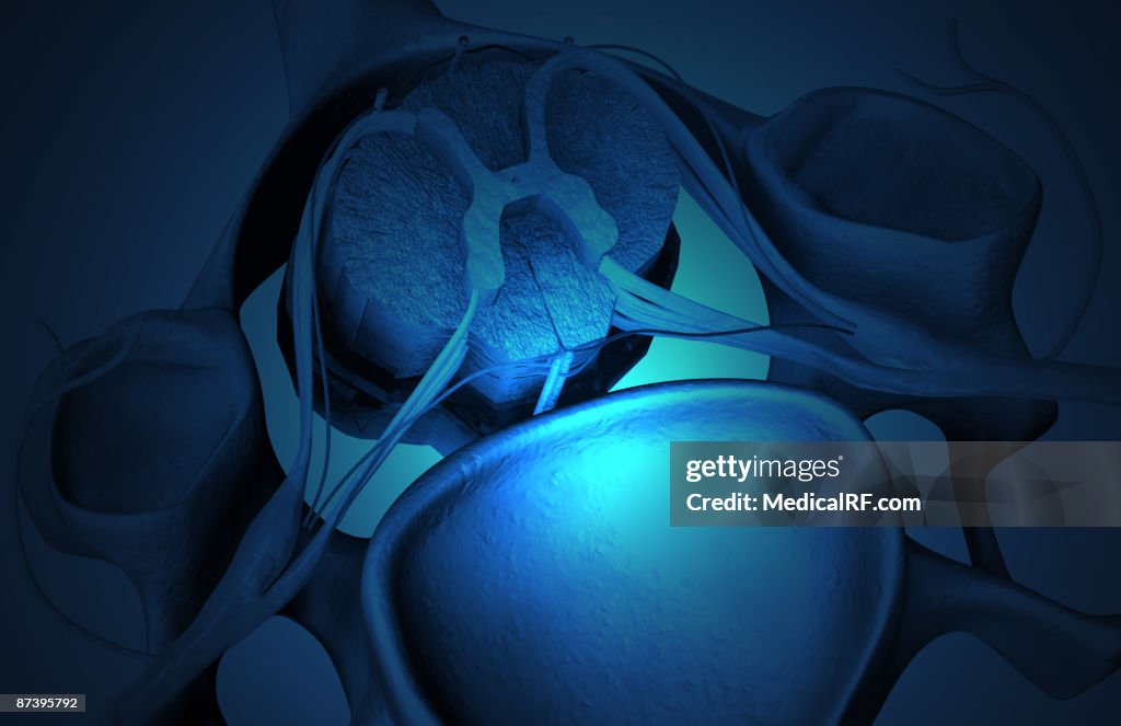 The spinal cord