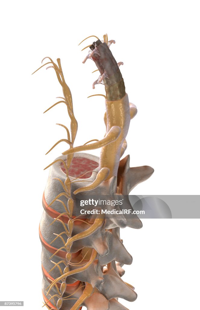 The spinal cord