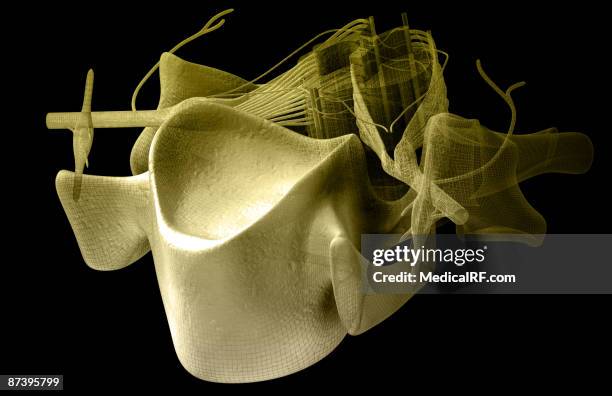 stockillustraties, clipart, cartoons en iconen met the spinal cord - ruggenmergzenuwknoop