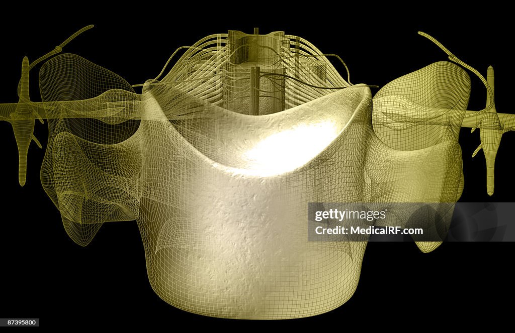 The spinal cord