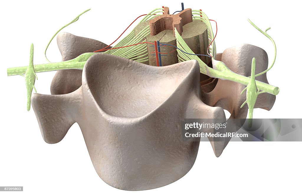 The spinal cord