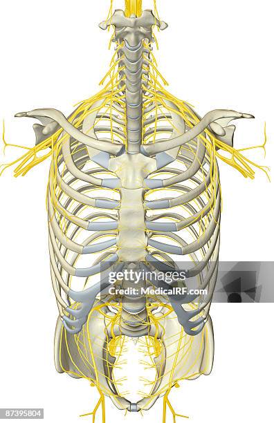 nerves of the upper body - plexus lumbalis stock-grafiken, -clipart, -cartoons und -symbole