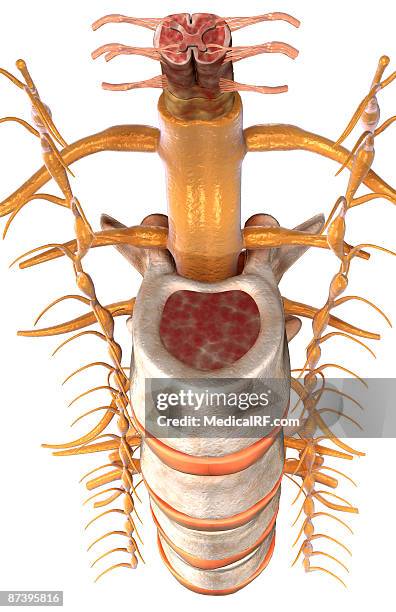 stockillustraties, clipart, cartoons en iconen met the spinal cord - hard hersenvlies