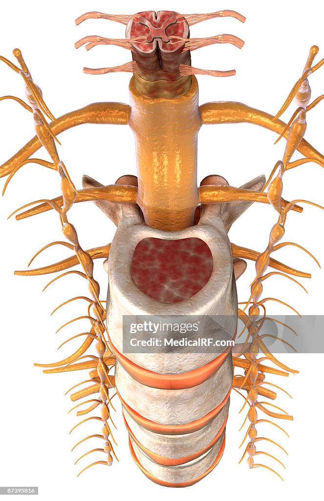 The spinal cord