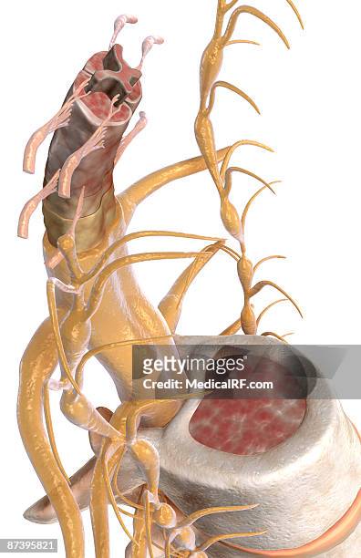 the spinal cord - dura mater stock illustrations