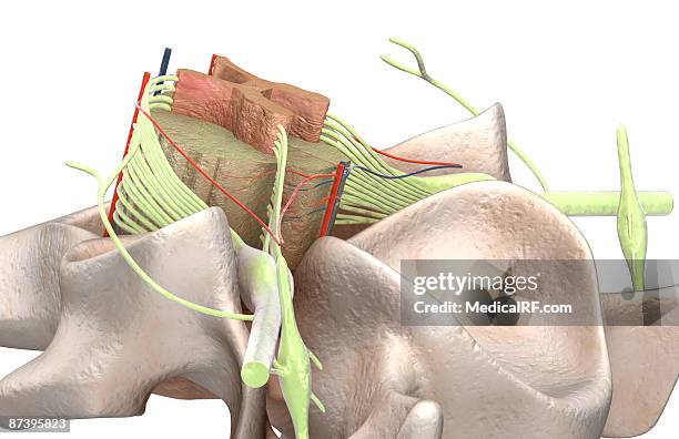 stockillustraties, clipart, cartoons en iconen met the spinal cord - anterior horn