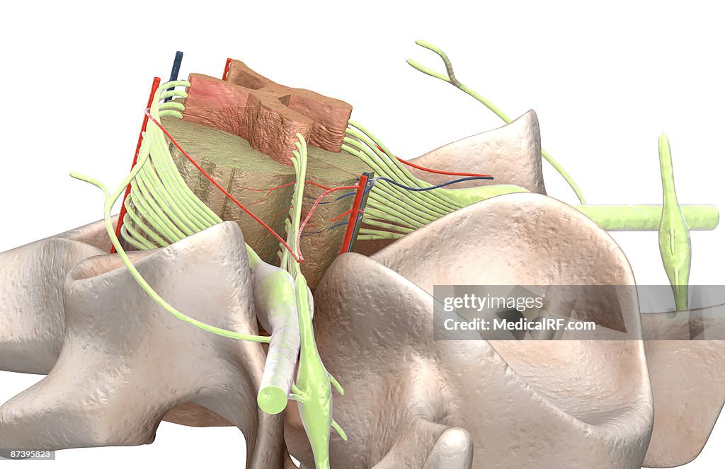 The spinal cord