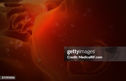 Embryonic development Embryonic development